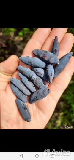 Жимолость крупная саженцы без горечи