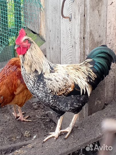 Молодые петухи