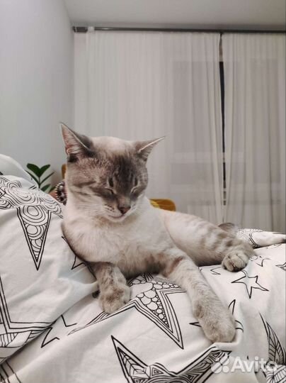 Передержка кошек/котов