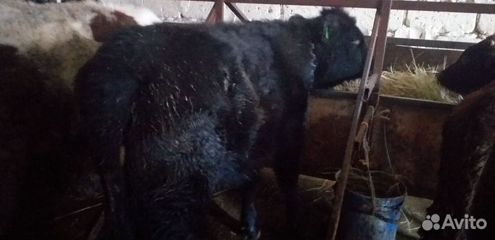 Скотинка бычки