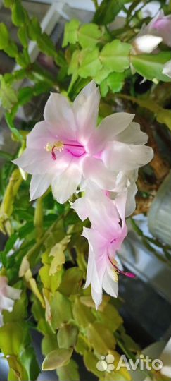 Декабрист шлюмбергера