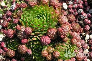 Молодило кровельное (Sempervivum tektorum)