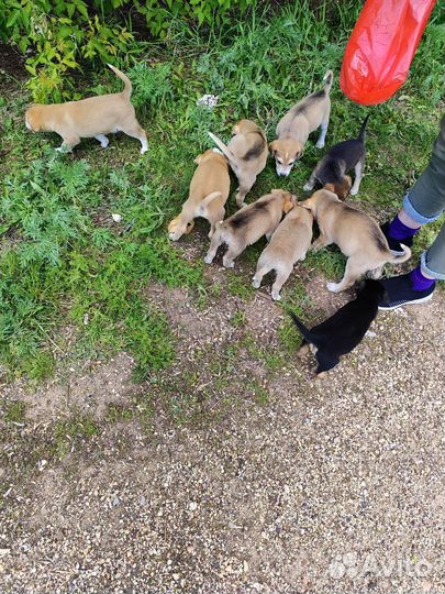 Щенки