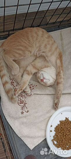 Породистый котёнок мальчик