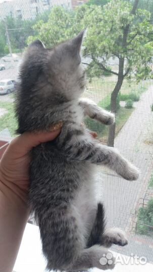 Котятам нужен дом и медицинская помощь