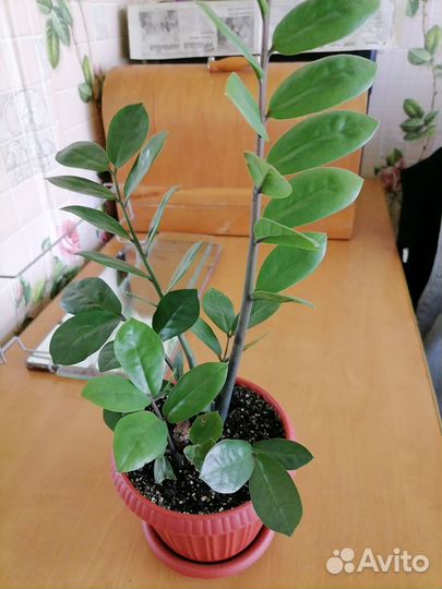 Комнатные цветы