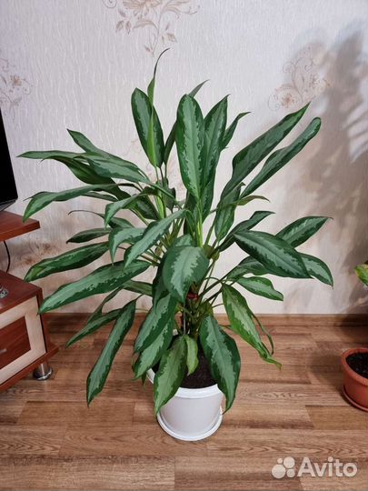 Комнатный цветок Аглаонема