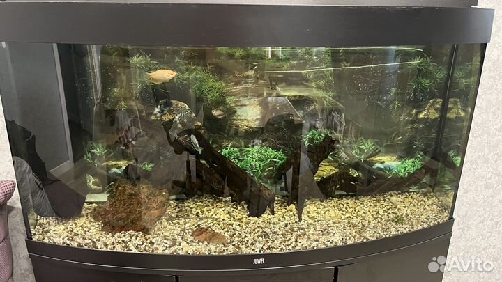 Аквариум Juwel Vision 260 (260 л)