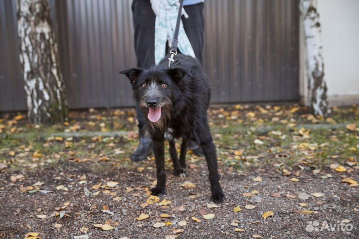 Особенный Бонапарт ищет дом