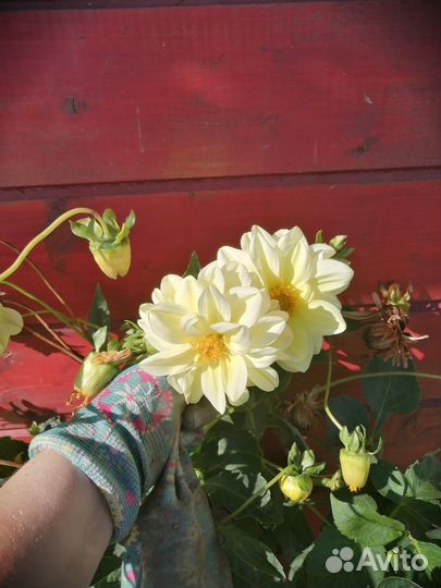 Георгины клубни