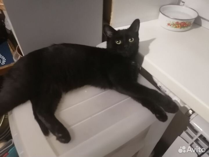 Кот ищет дом