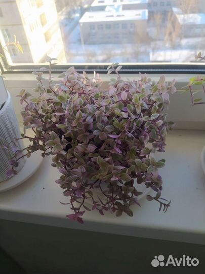 Коллизия розовая пантера