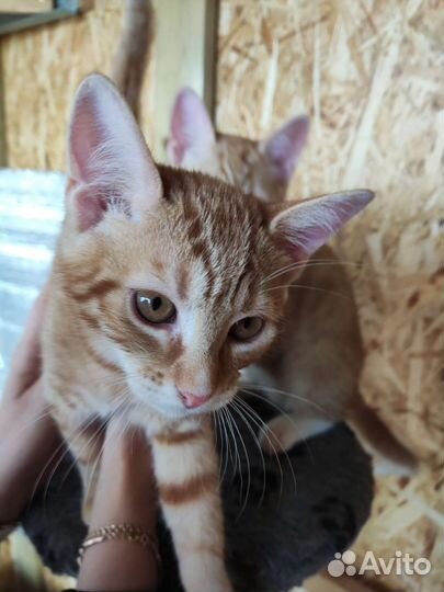 2 котёнка (родились 16 апреля)