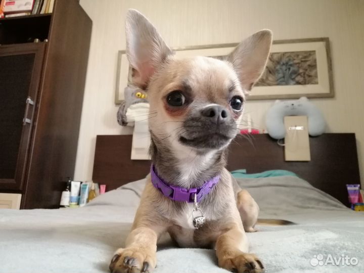 Кобель чихуахуа для вязки