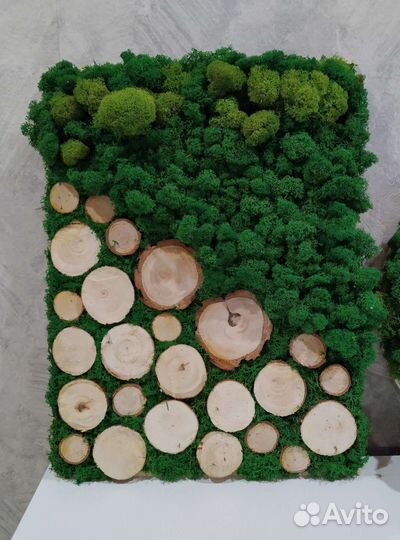 Панно из стабилизированного мха и спилов