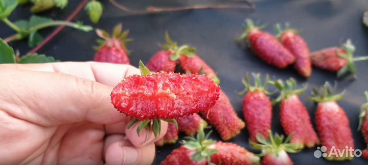 Рассада клубники. Более 50 сортов. Новинки 2023