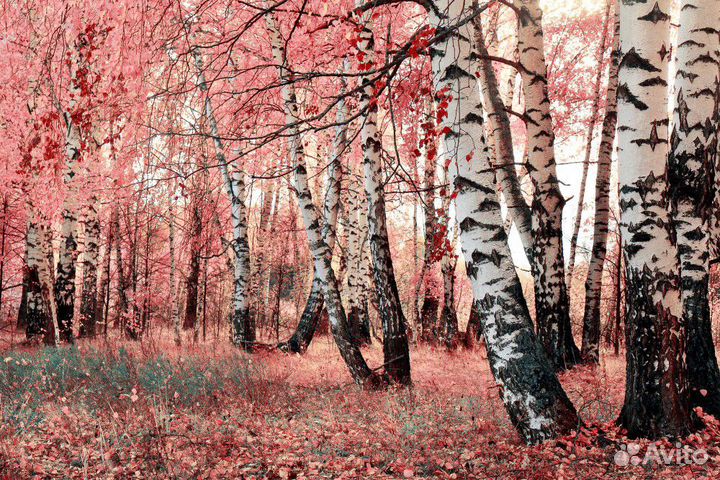 Красивые обои