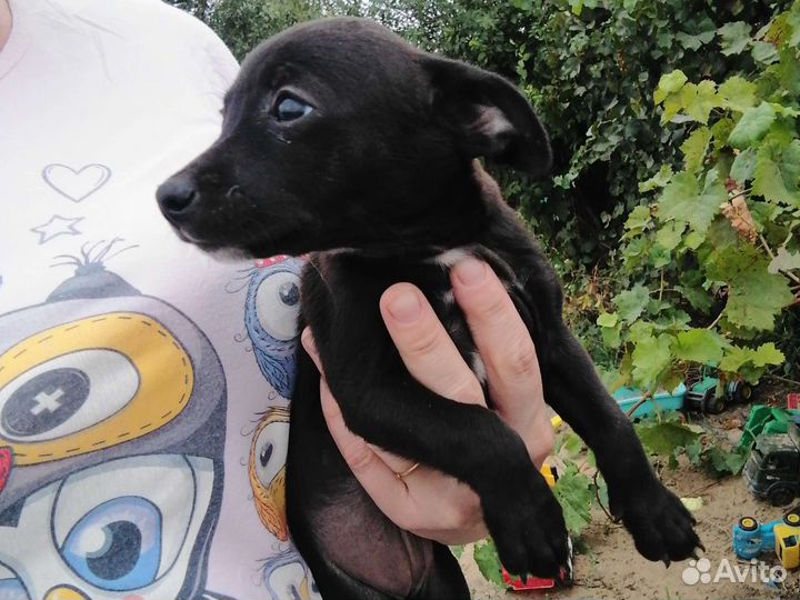 Щенок маленькой собаки