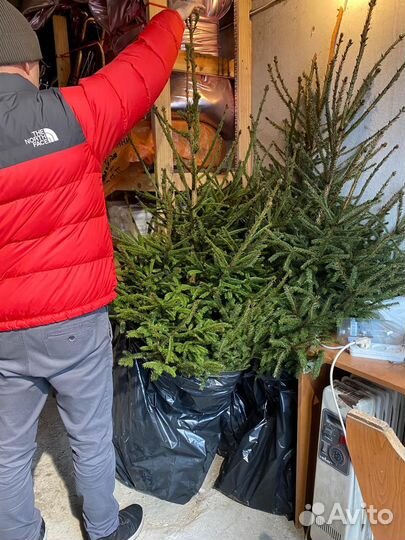 Ель обыкновенная живая 1.8 м