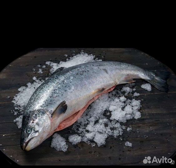 Семга лосось