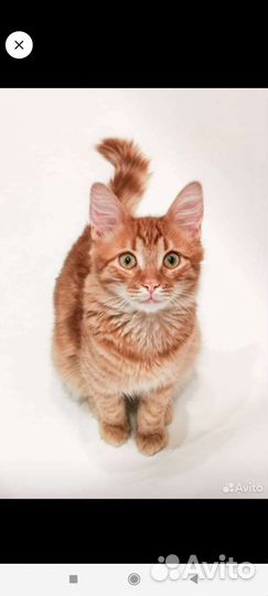 Сибирский кот