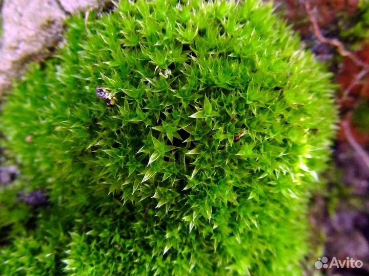 Мох живой