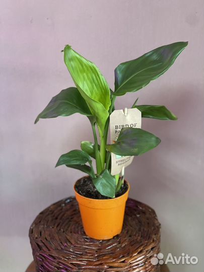 Стрелиция регина d12/40