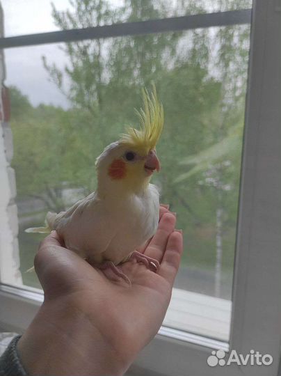 Ручные птенцы Кореллы