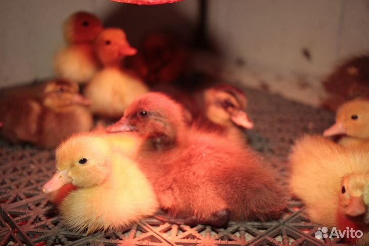 Утята индийский бегунок