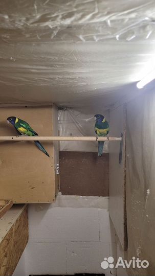 Попугай розелла