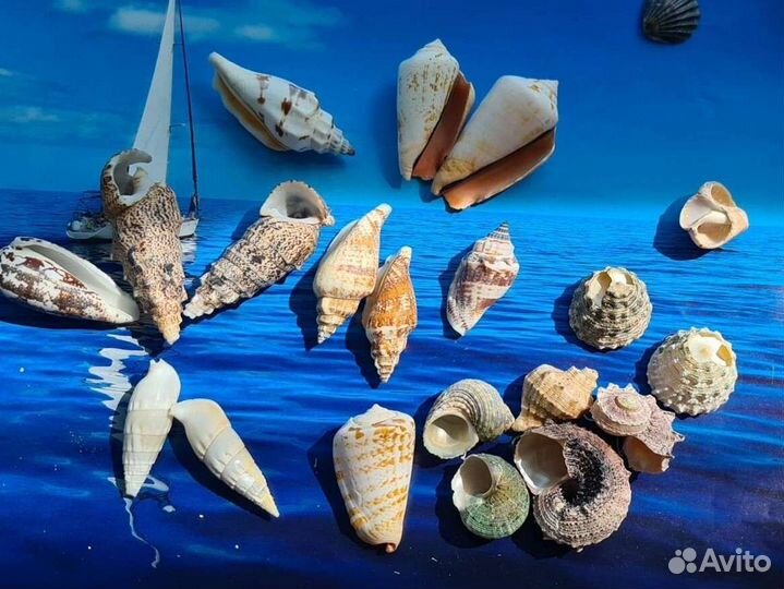 Морские ракушки морские камушки раковины