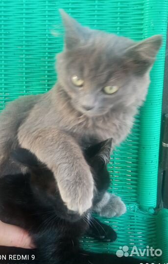 Очаровашки