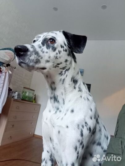 Далматинец