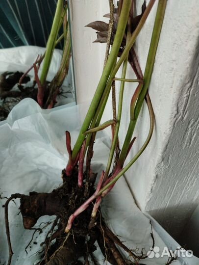 Пион фестива maxima