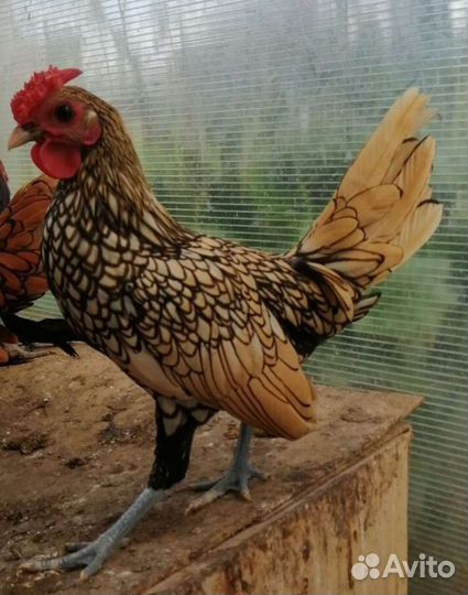 Куры Украинская Ушанка Карликовые куры мильфлер