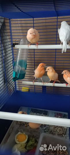 Певчие птицы