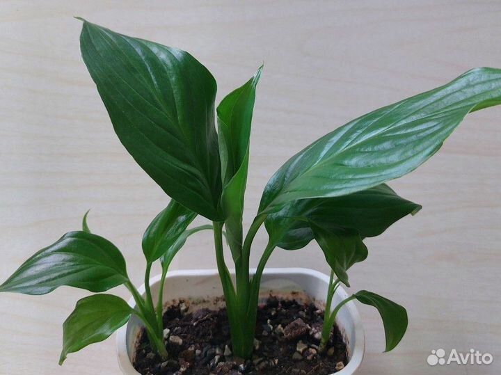 Пеперомия туполистная и спатифилум