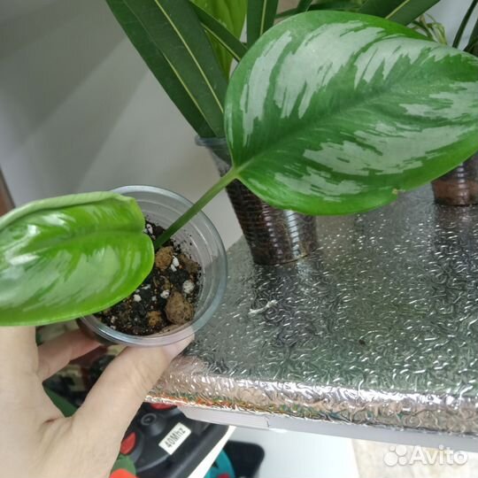 Сциндапсус Борнео