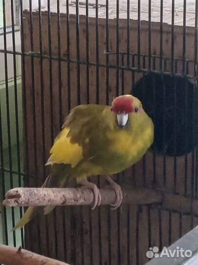 Попугай какарик