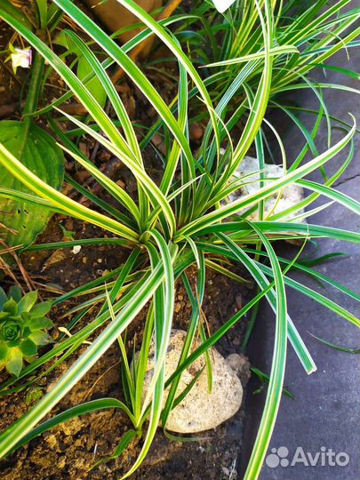 Бадан, пион, живучки, осока, флокс, ирисы