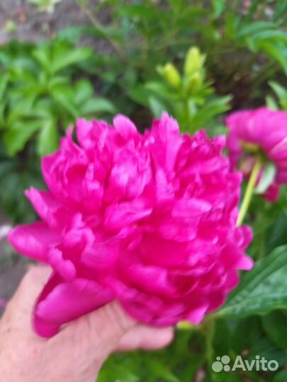 Саженцы пиона, сирени, каменный цветок