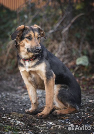 Собака в добрые руки безвозмездно