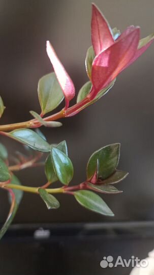 Немантанус