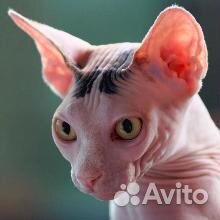 Кошечка породы сфинкс - В дар