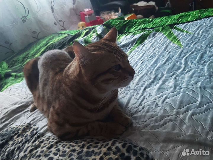 Бенгальский кот вязка