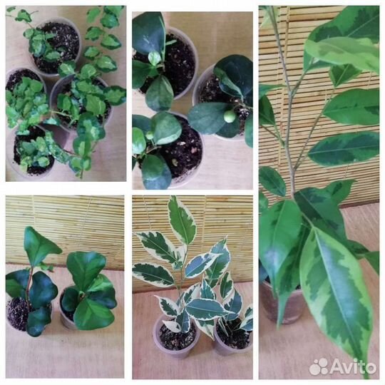 Фикусы, несколько сортов