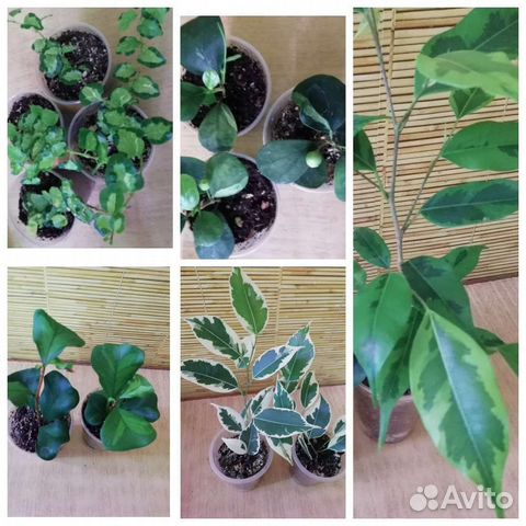 Фикусы, несколько сортов