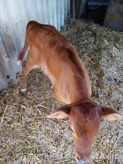 Продается бычок