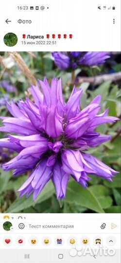 Пион канзас, ромашки, скученный колокольчик