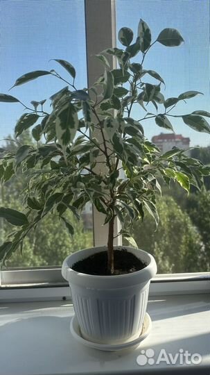 Фикцс Лакия